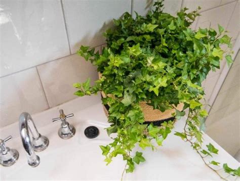 適合放在浴室的植物 1數字